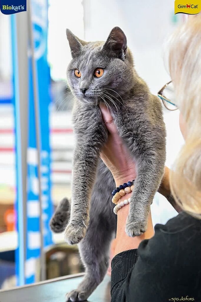KCH JCH Opera Prima Nyx JW, gatto Certosino Opera Prima