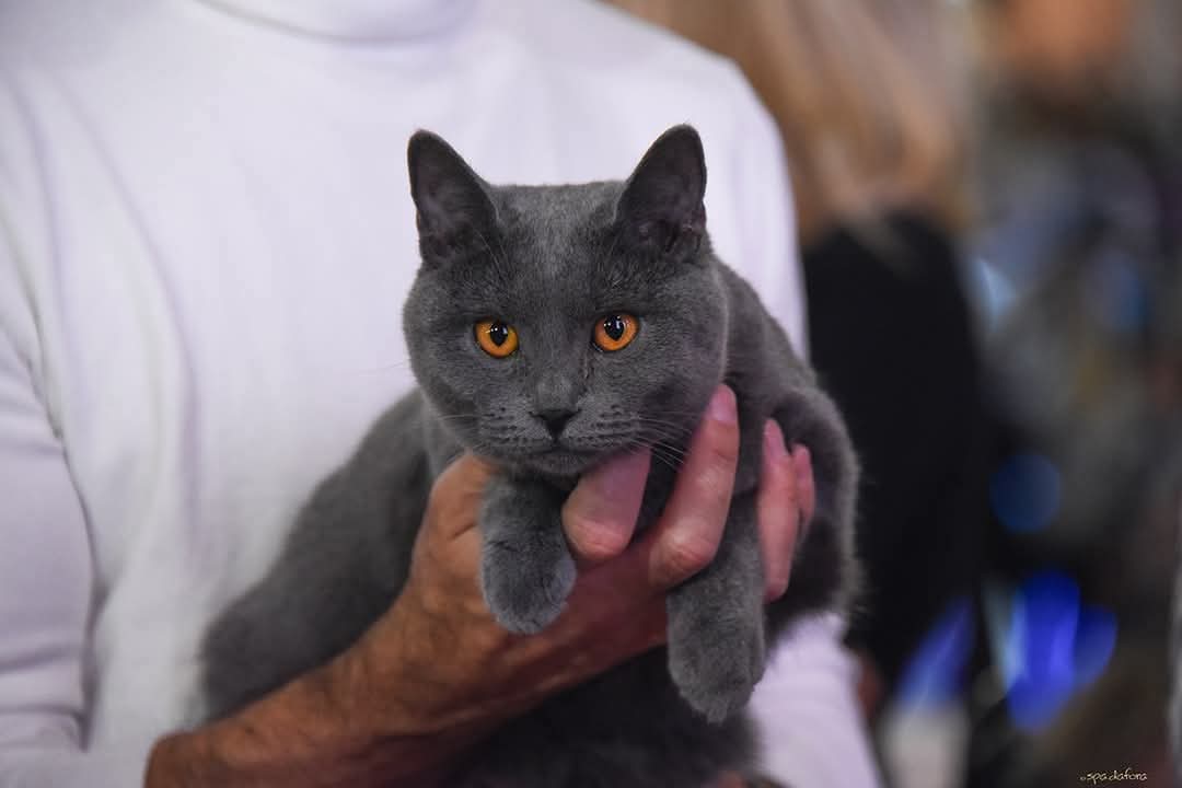 Gatto Certosino Opera Prima presentato durante una mostra felina