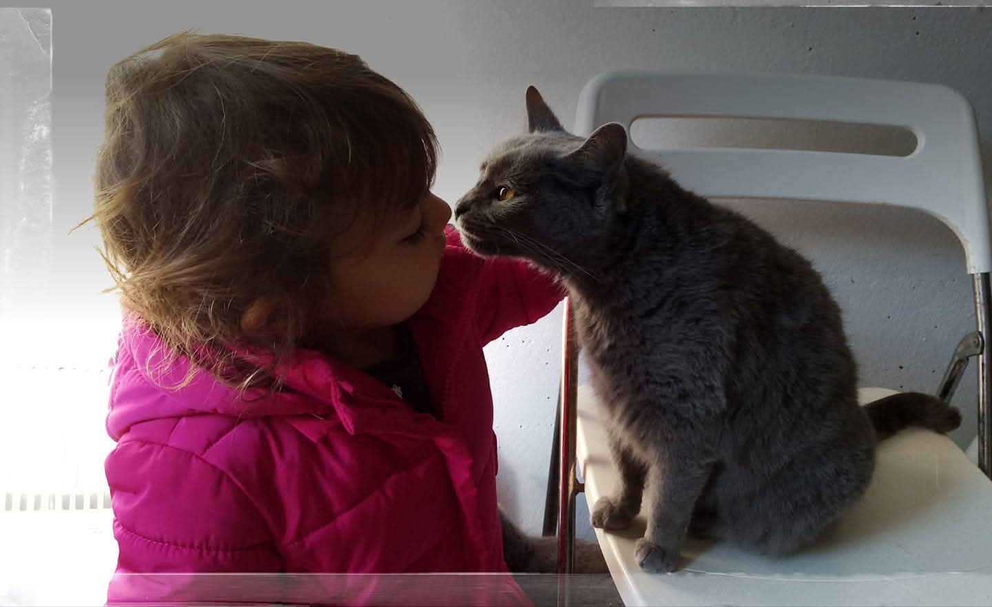 Il legame tra una bambina e un Gatto Certosino Opera Prima