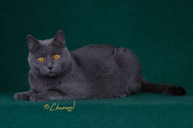 Ritratto ufficiale di un Gatto Certosino Opera Prima