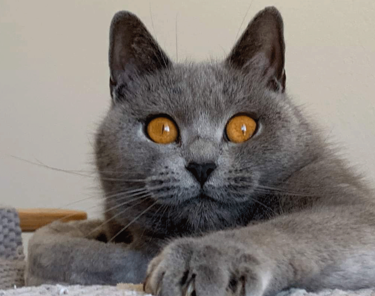 Gatto Certosino dal mantello blu